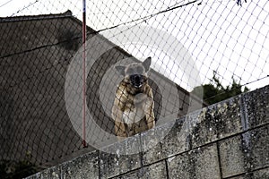 Dog locked in kennel