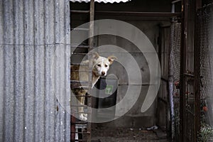 Dog locked in kennel