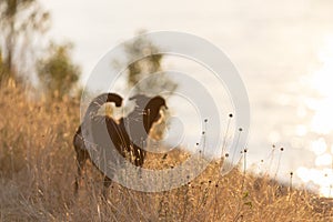 Dog in a long grass, appenzeller sennenhund