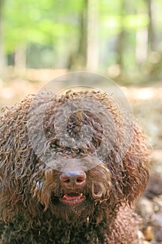 Dog with long hair rebel portrait high quality lagotto romagnolo rasta