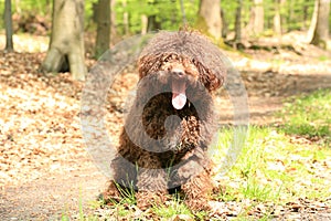 Dog with long hair rebel portrait high quality lagotto romagnolo rasta