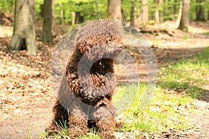 Dog with long hair rebel portrait high quality lagotto romagnolo rasta