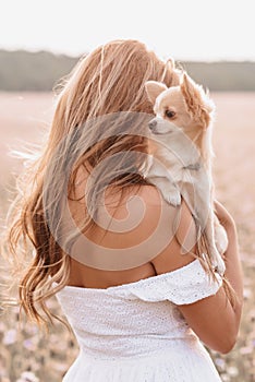 dog long-haired Chihuahua in the hands of a girl in the field