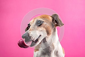 Dog with long tongue. Pink background