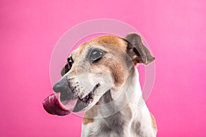 Dog with long tongue. Pink background photo