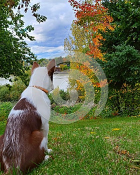 Dog look color of automne love photo