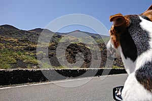 Dog look out open window of car and enjoying road trip