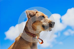 Dog looking away with blue sky