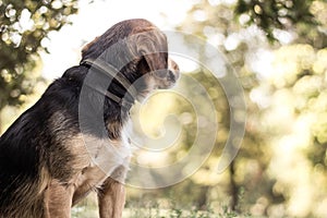 Dog looking back. Happy pet dog on grass