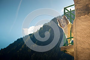 Dog looking from balcony