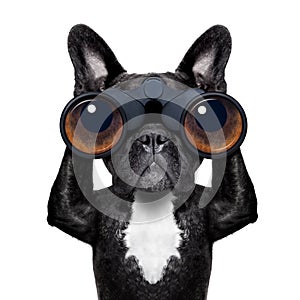 Dog looking through binoculars