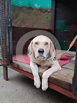 Dog  looking  in the camara  at sitting  home photo