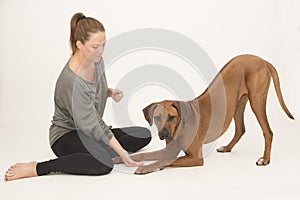 Dog looking at camera while being trained