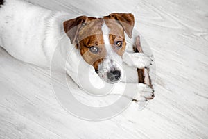 Dog looking at the camera, lying on the white floor with treat