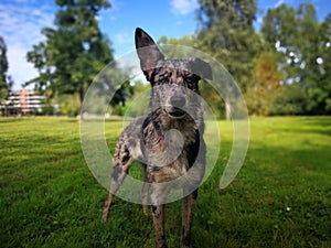 dog looking on camera with one ear up!