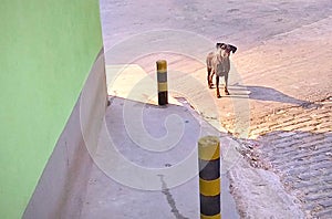 Dog looking at camera on a street corner early in the morning.