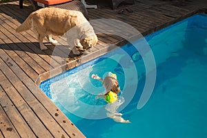 El perro buscando en el agua piscina 