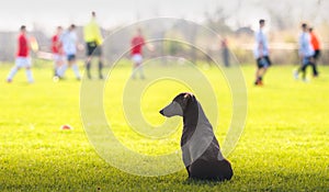 Dog looking at children