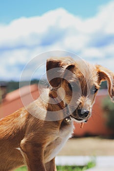 Dog looking down with blue sky