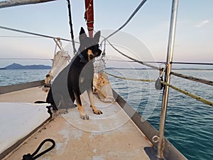 A dog looking far away from distance from a sailing boat  in Balambangan Island.