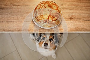 Dog looking at food. The Australian shepherd is waiting for pancakes. Pet eats