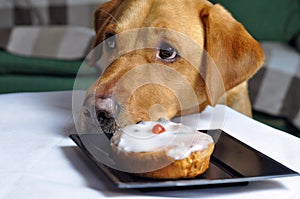 Dog looking at forbidden food