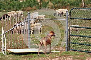 Dog looking in front of pen with sheep