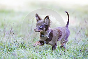 Dog looking for the game to play