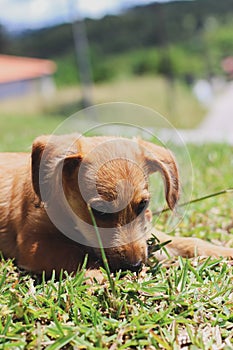 Dog looking and gnawing, green grass
