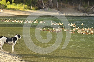 Dog looking at a group of geese on Lake Rivadavia photo