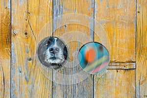 Dog looking through a hole in the fence