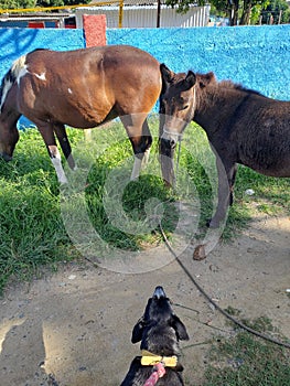 dog looking at horse and foal