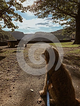 Dog looking at Letchworth State Park