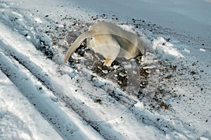 Dog looking for mouse under the snow