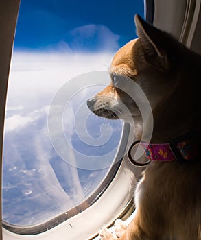 Dog looking out airplane window