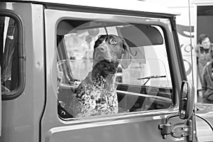 Dog looking out car window