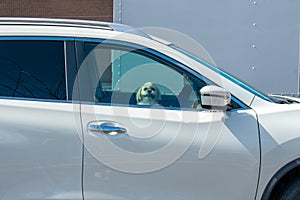 A Dog Looking Out a Car Window