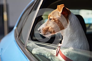 Dog looking out of car window