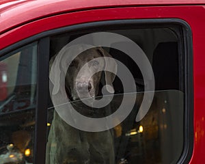 Dog Looking Out of a Car Window