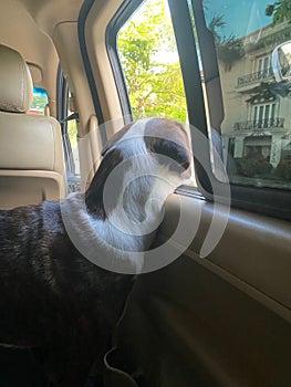 Dog looking out car window