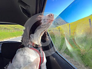 Dog looking out of car window