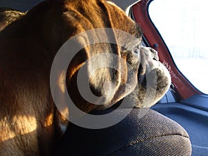 Dog looking out the car window
