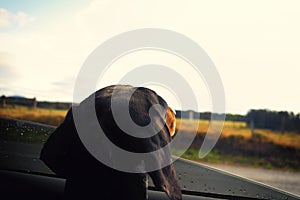 Dog looking out car window