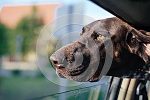 Dog Looking Out Of Car Window, Cute German pointer dog traveling