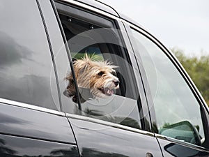 Il cane cercando fuori da auto 