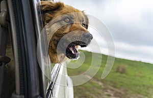 Dog looking out of the car window. Traveling by car with dog.