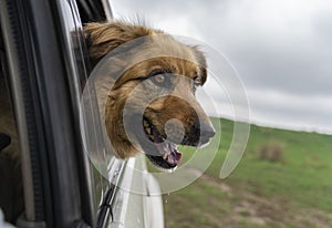 Dog looking out of the car window. Traveling by car with dog