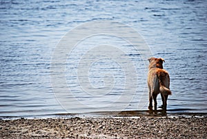 Dog looking out to sea