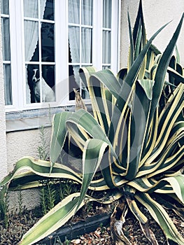 Dog looking out of the window