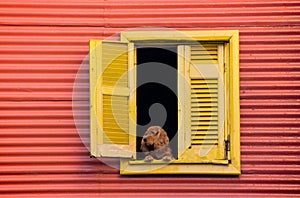 Dog looking out of window